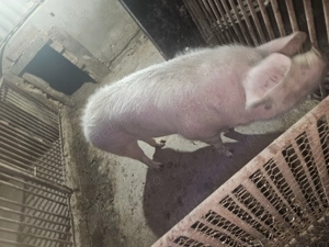 Vand purcei 450 lei buc  porc mare 15 lei kg 