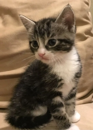 Siberiana de Padure  - imagine 2