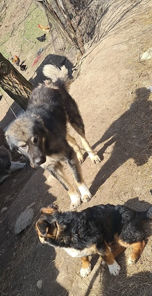 Ciobanesc de 2 ani - imagine 3