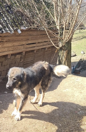 Ciobanesc de 2 ani - imagine 2