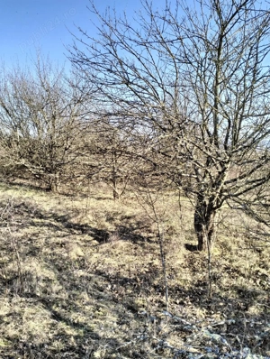 vand teren agricol satul Crocna judetul Arad  - imagine 6