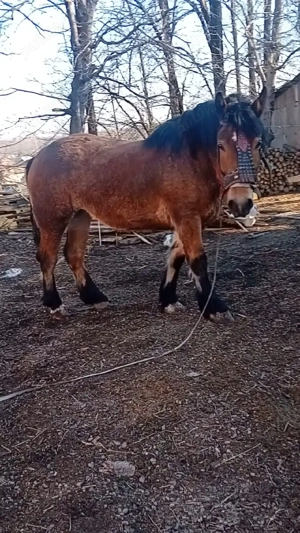 manza 2 ani blanda - imagine 4