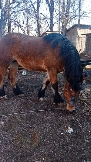 manza 2 ani blanda - imagine 3