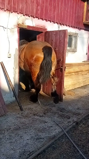 manza 2 ani blanda - imagine 2