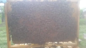 vând familii de albine       