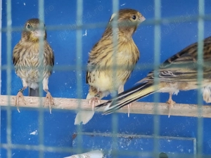 Canari de vânzare.  - imagine 3