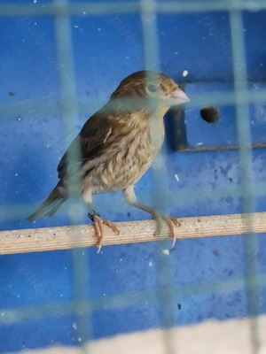 Canari de vânzare.  - imagine 2