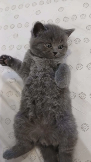 Pui de pisica British Shorthair Blue - imagine 2