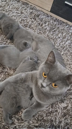 Pui de pisica British Shorthair Blue