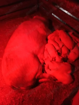 Vând scroafă cu purcei 