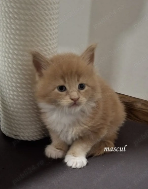 Maine Coon pisicuti cu Pedigree WCF-Felisa Autorizata Timisoara