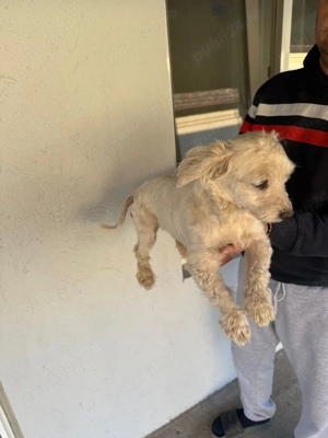 De vinzare bison maltez 1fetită 