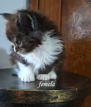 Maine Coon pisicuti cu Pedigree WCF-Felisa Autorizata Timisoara