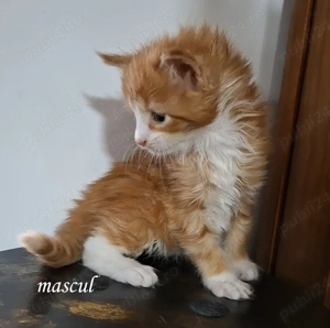 Maine Coon pisicuti cu Pedigree WCF- Felisa Autorizata Timisoara