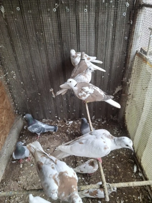 De vânzare  - imagine 2