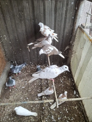 De vânzare  - imagine 3