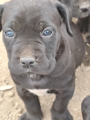 Puiuți Cane Corso  - imagine 4