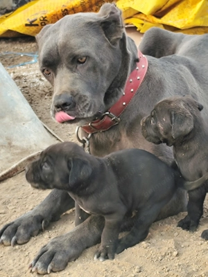 Puiuți Cane Corso  - imagine 3