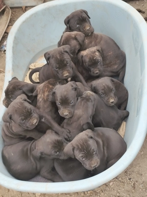 Puiuți Cane Corso  - imagine 2