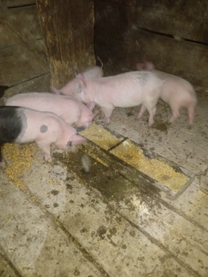 vand purcei  - imagine 3