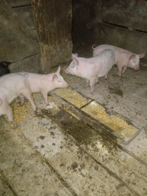 vand purcei  - imagine 2