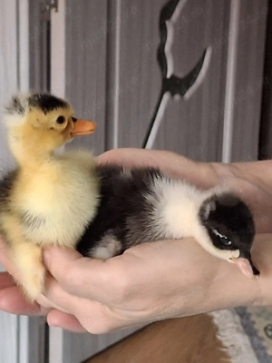 Boboci de rata romaneasca  - imagine 2