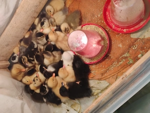 Boboci de rata romaneasca  - imagine 3