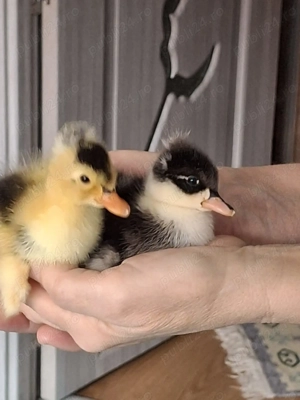 Boboci de rata romaneasca 