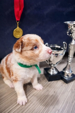 Border Collie Red Merle din părinți premiați cu Pedigree Export  - imagine 4