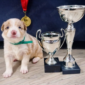 Border Collie Red Merle din părinți premiați cu Pedigree Export  - imagine 3