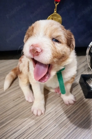 Border Collie Red Merle din părinți premiați cu Pedigree Export  - imagine 5