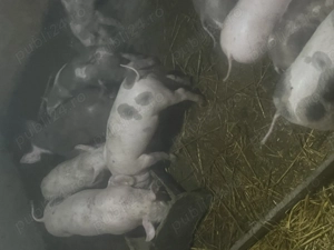 Vand purcei de rasă ! - imagine 2