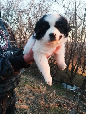 Ciobanesc de Bucovina rasa pură  - imagine 4