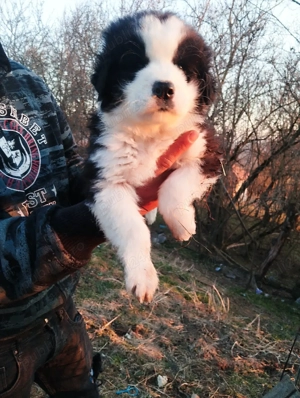 Ciobanesc de Bucovina rasa pură 