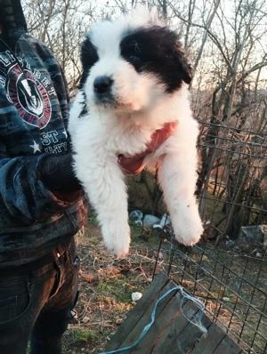 Ciobanesc de Bucovina rasa pură  - imagine 3