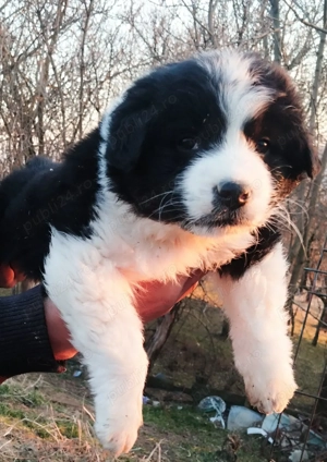 Ciobanesc de Bucovina rasa pură  - imagine 2