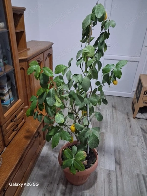 Lămîiul e la al doilea an de rod