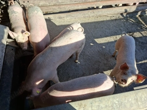 Porci de vanzare se pot vedea in Romanasi