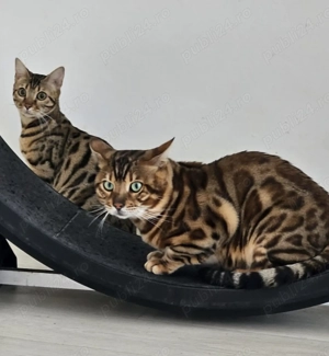 Pisica Bengaleză  - imagine 3