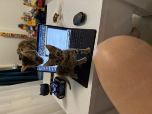 Pisica Bengaleză  - imagine 2