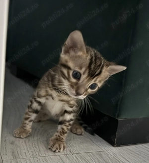 Pisica Bengaleză 