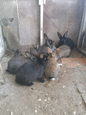 Pui iepuri rasa Belgian 3 luni - imagine 2