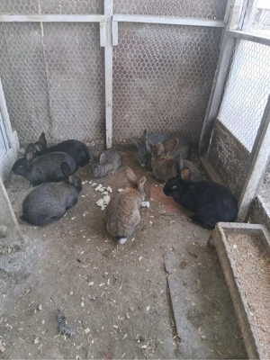 Pui iepuri rasa Belgian 3 luni - imagine 3