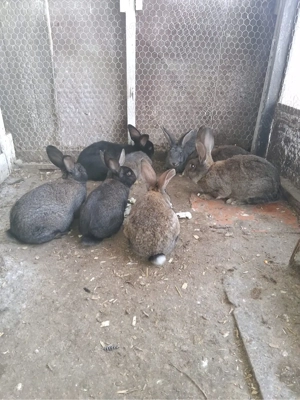 Pui iepuri rasa Belgian 3 luni