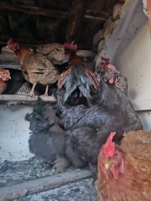 Vând ouă proaspete de casă   