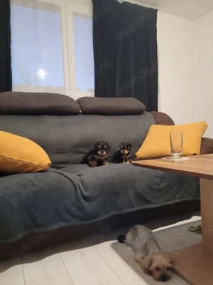 Căței york shire terrier  - imagine 2