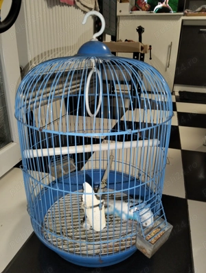 Vand femela Perus! - imagine 2