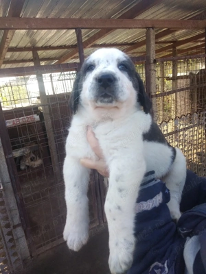 Căței de Asia Centrală 