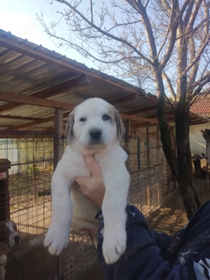 Căței de Asia Centrală  - imagine 2