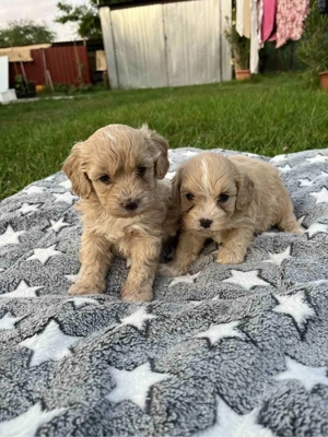  maltipoo toy pudel+bichon  - imagine 2